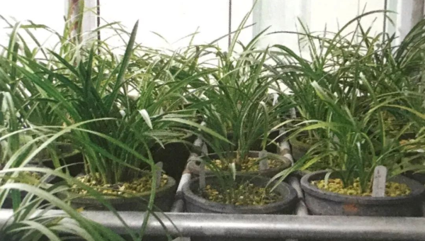 阳台种植兰花的北方风水探讨,速发云资源网