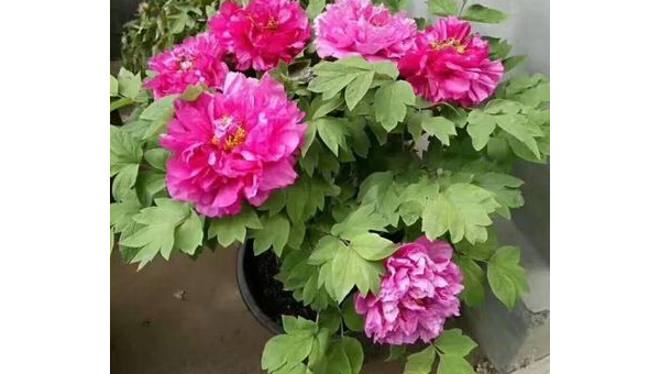 院子里种牡丹花风水好吗,速发云资源网