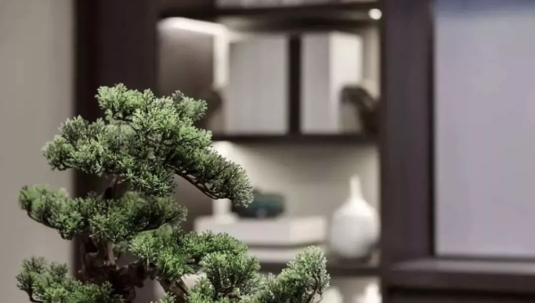 书房摆罗汉松盆景风水好吗,速发云资源网