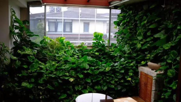 阳台养绿萝风水好吗,速发云资源网