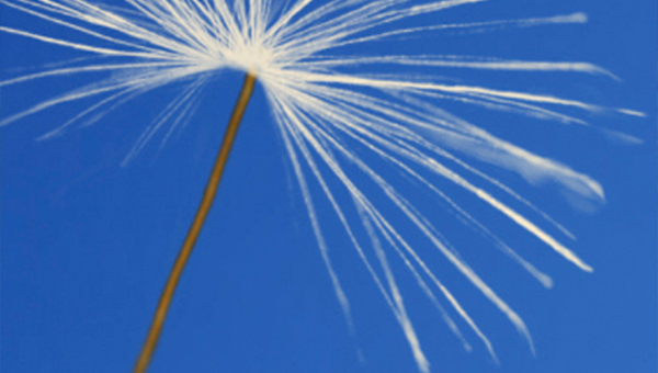 梦到在满是蒲公英的宇宙中飘荡，有什么说法？,速发云资源网