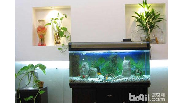 家中放置鱼缸是否能旺财？风水解析,速发云资源网