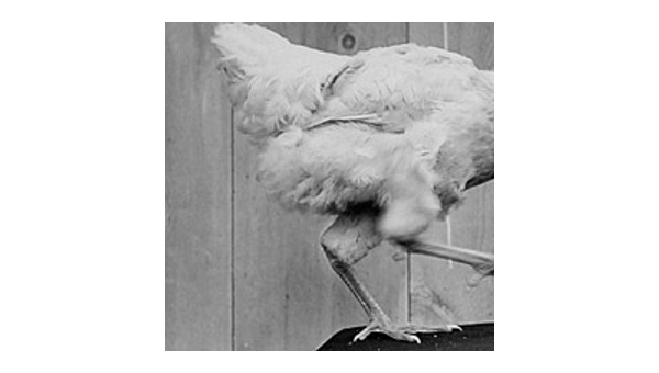 世界十大最奇特节日盘点,速发云资源网