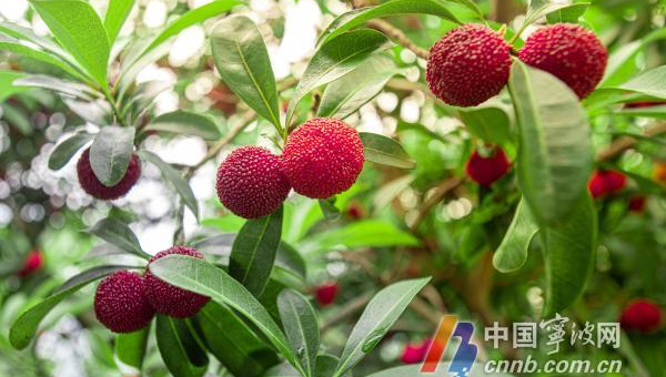 家门口种杨梅树风水好吗,速发云资源网