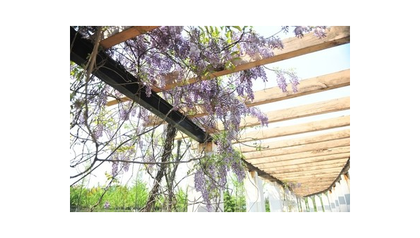 院子里搭紫藤花架风水好吗,速发云资源网