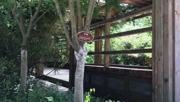 庭院种香椿树风水好吗,速发云资源网