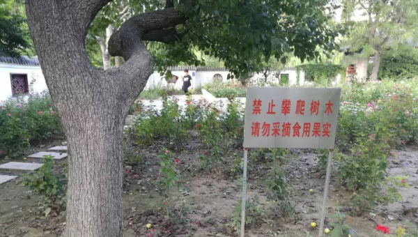 院子里种植桃树的风水意义,速发云资源网