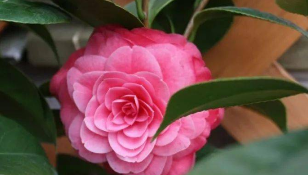 阳台种植茶花的北方风水分析,速发云资源网