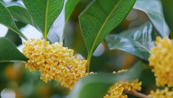 店铺门口种桂花树风水好吗,速发云资源网