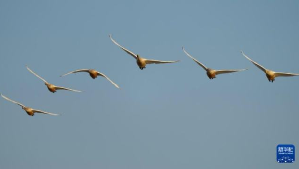 梦见和一群会飞翔的鱼儿在天空遨游,速发云资源网