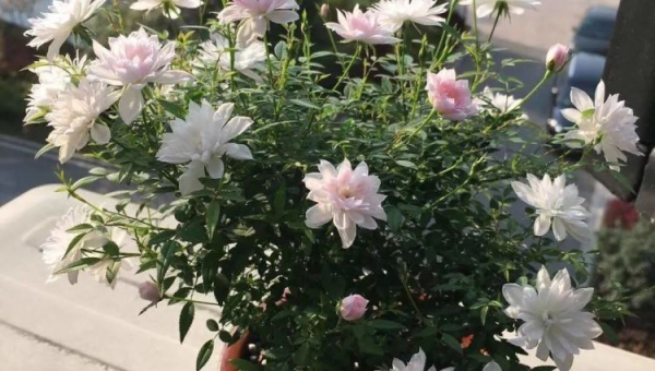 家庭急救箱必备十大药品,速发云资源网