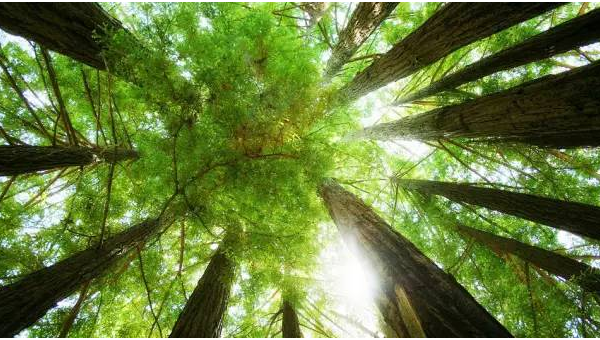 家门口种马褂木风水怎么样,速发云资源网