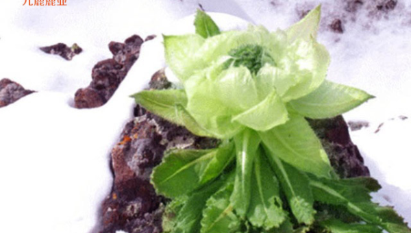 中医十大名贵中药材,速发云资源网