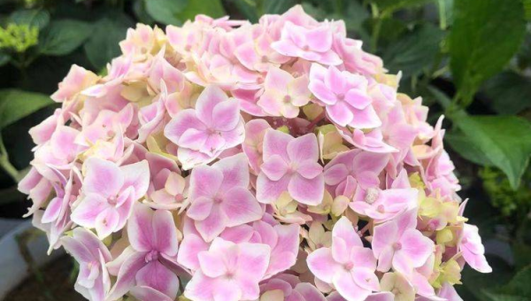 十大宠物品种饲养指南,速发云资源网