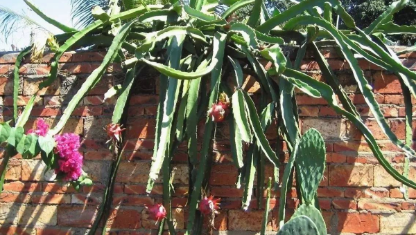 阳台种火龙果风水好吗,速发云资源网