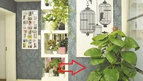 办公室放绿植墙风水好吗,速发云资源网