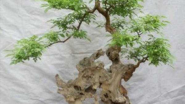 阳台种植菊花树的北方风水探讨,速发云资源网