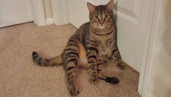 家门口种竹子风水好吗,速发云资源网