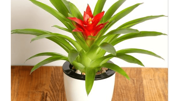 阳台种柠檬树风水好吗,速发云资源网