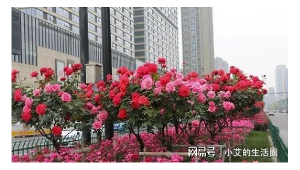 院子里种月季花风水好吗,速发云资源网