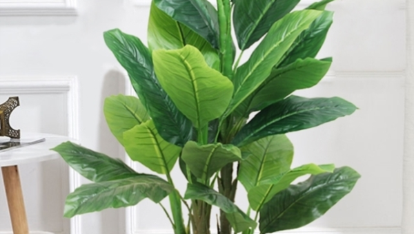 办公室放绿植架风水好吗,速发云资源网