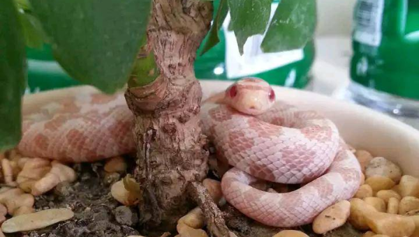 饥荒温蒂的生存策略与怪物应对技巧,速发云资源网