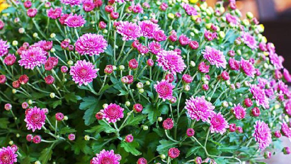 院子里种鸡冠花风水好吗,速发云资源网