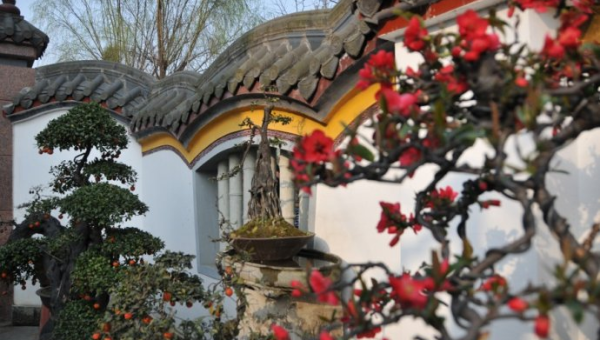 院子里种海棠花风水好吗,速发云资源网