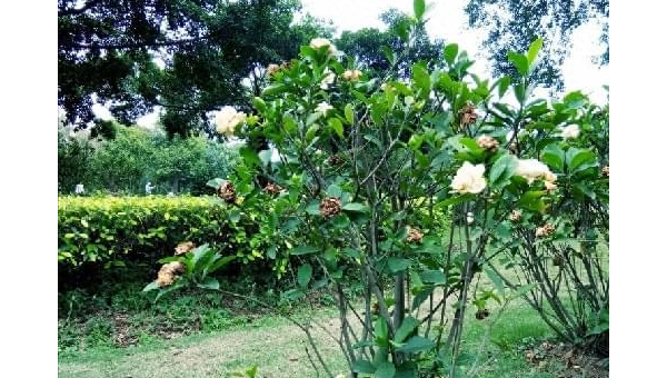 阳台种植软枣树的北方风水分析,速发云资源网